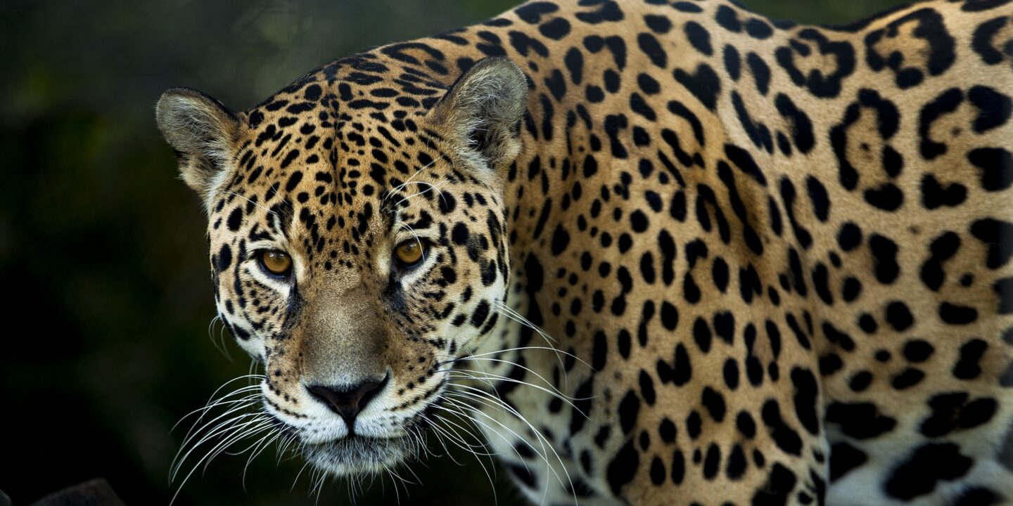 Jaguar Backgrounds