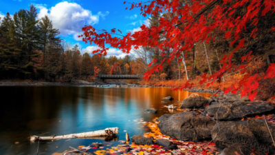 Autumn, Image, In, Lake, Natural, Tree, Yellow