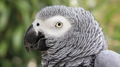 Bird, Grey, Image, Natural, Parrot, Widescreen