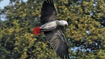 Flying, Grey, Natural, Parrot, Widescreen