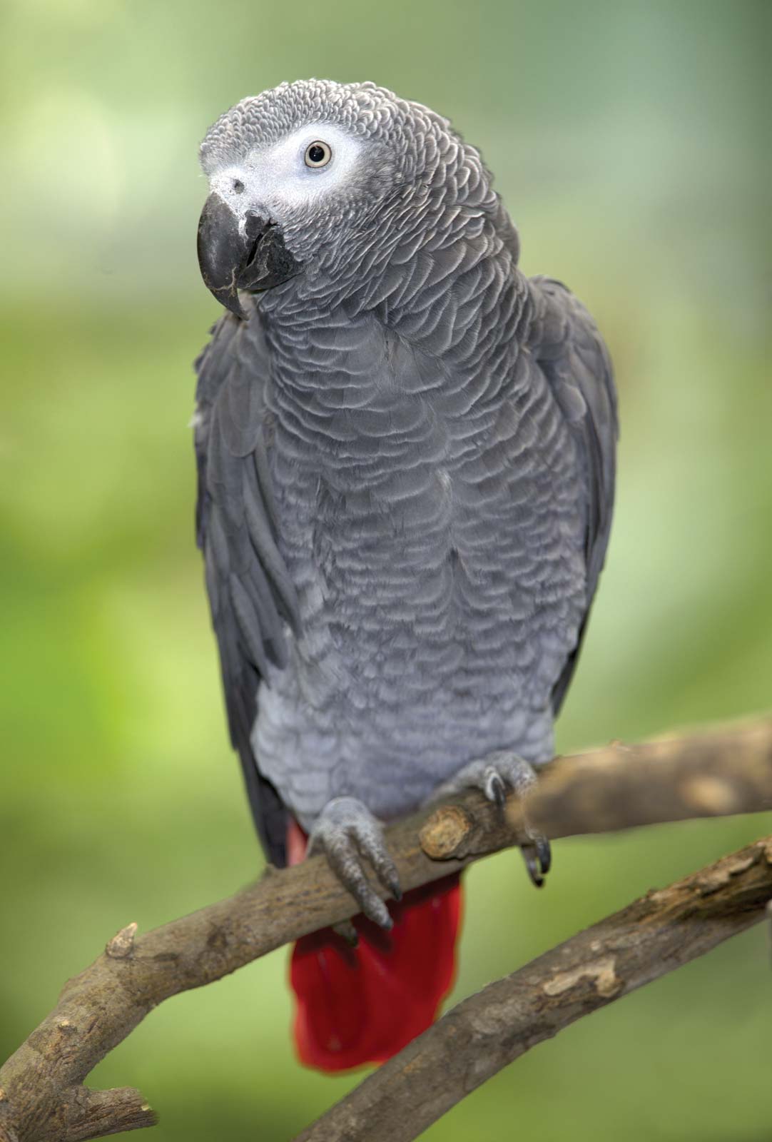 Grey Parrot Background