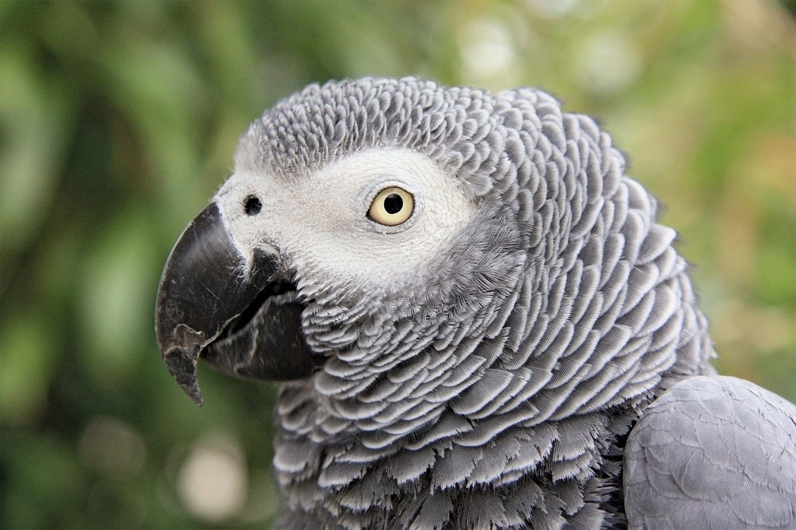 Grey Parrot Photo