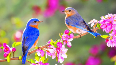 Bird, Colorful, Eassy, Image, Nature, Spring