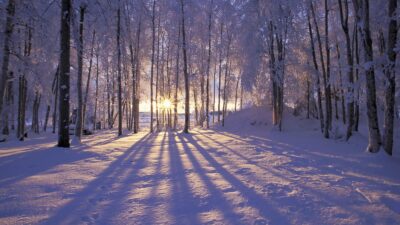 Background, Full, On, Snowfall, Tree, Winter