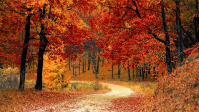 Autumn, Awesome, Colorful, Natural, Tree, Wallpaper