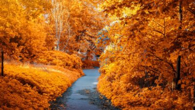 Autumn, Landscape, Nature, Tree, Wallpaper, Yellow