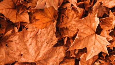 Autumn, Leaf, Nature, Wallpaper, Widescreen