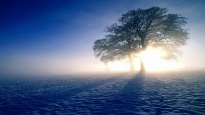 Background, Natural, Sunrise, Tree, Winter