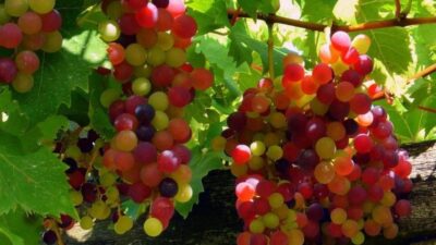 Grapes, Pink, Red, Wallpaper