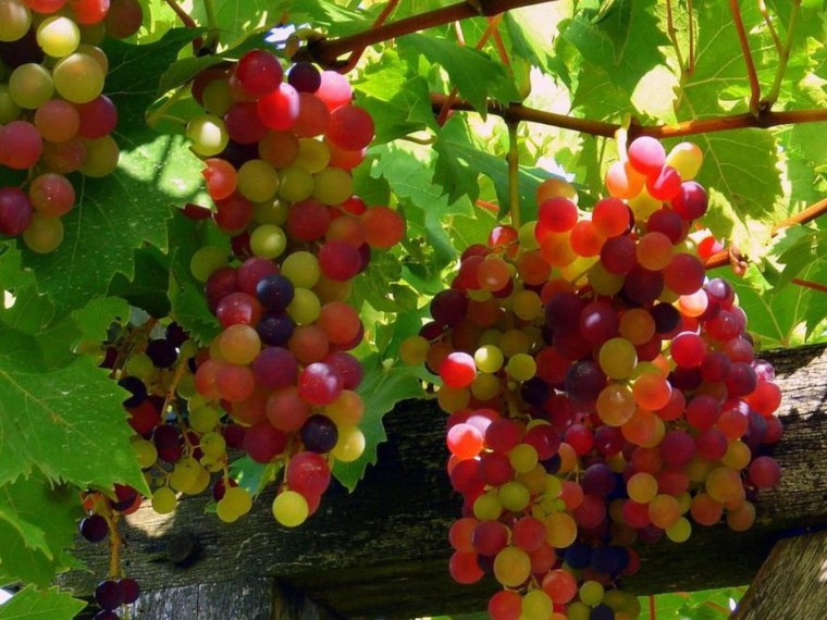 Grapes Backgrounds