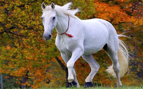 White Horse Picture