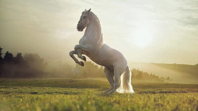 Beautiful, Horse, Image, White, Widescreen