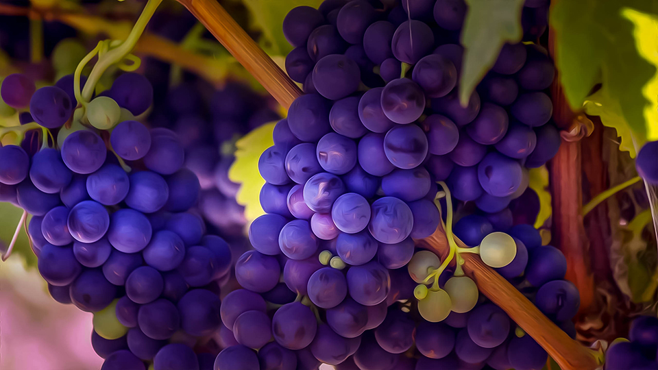 Grapes Photo, Grapes, Green, Image, Purple, Tree, Food and Drinks, #15408