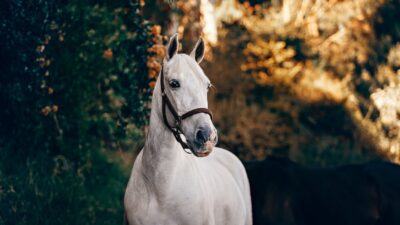 Animal, Horse, Image, Natural, Super, White