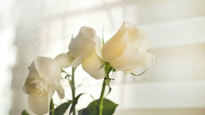 Image, Natural, Rose, White, Widescreen