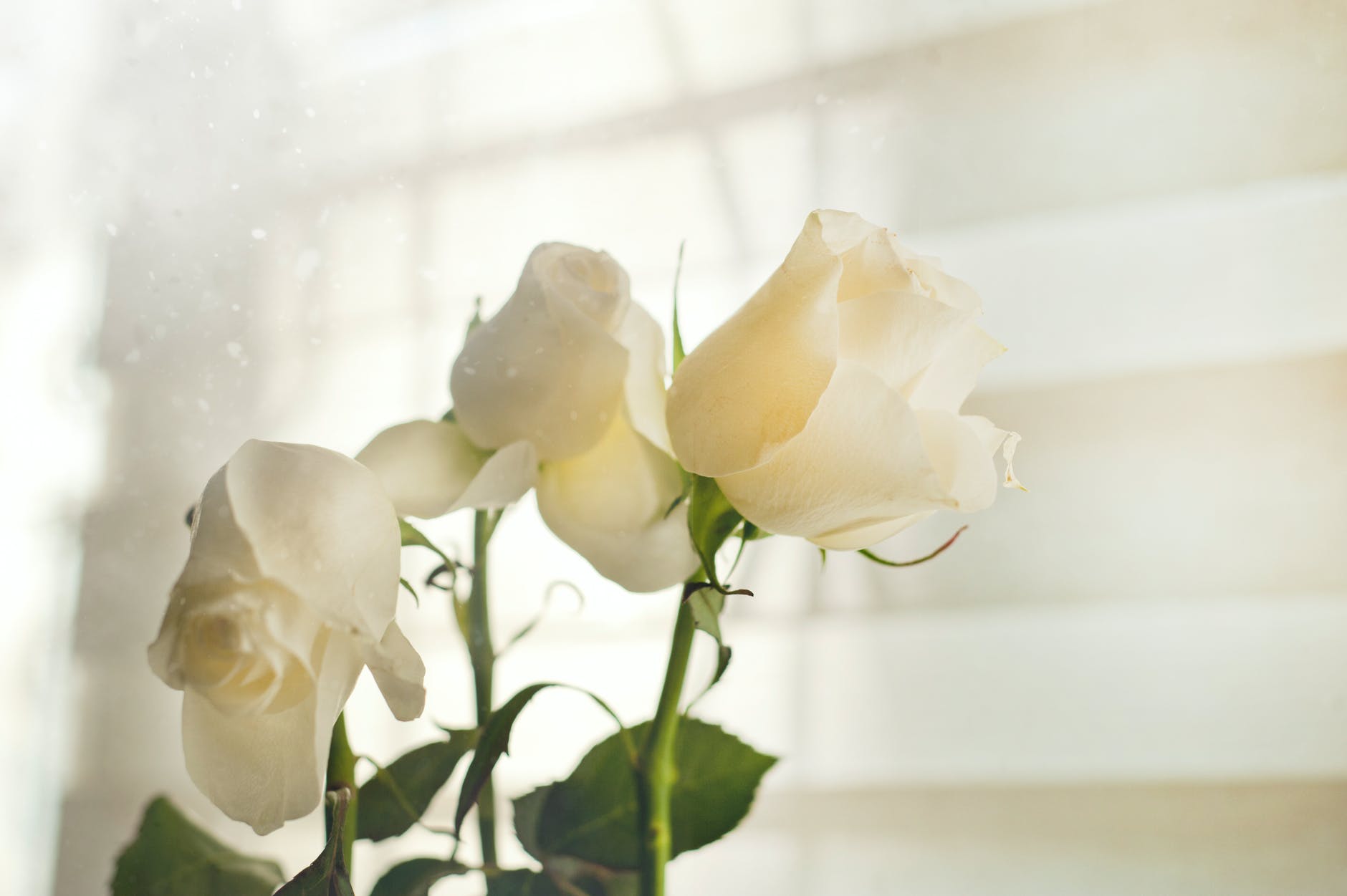 White Rose Image