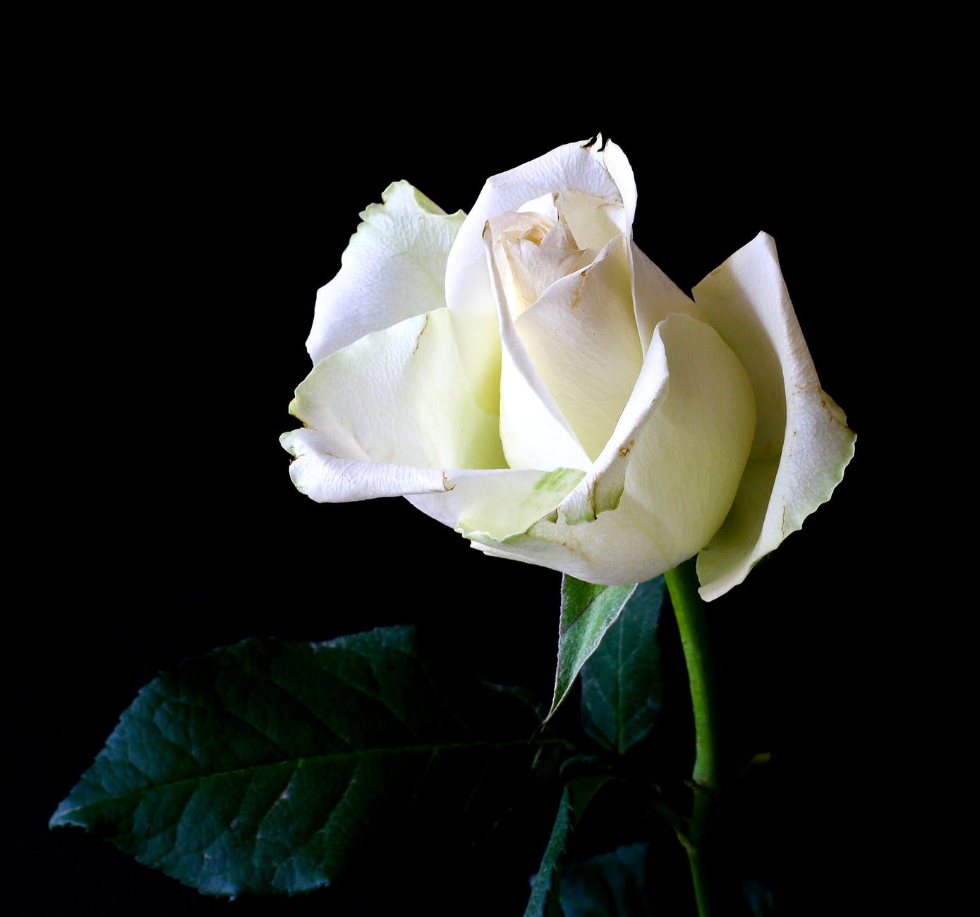 White Rose Backgrounds
