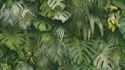 Beautiful, Desktop, Jungle, Natural, Wallpaper