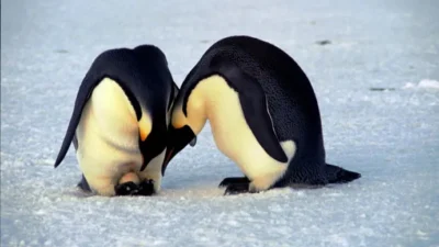 Beautiful, Image, Penguin, Two
