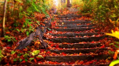 Autumn, Beautiful, Stairs, Tree, Wallpaper