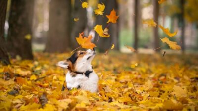 Autumn Wallpaper, Dog, Leaf, Yellow