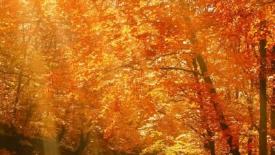 Autumn, Forest, Natural, Park, Wallpaper