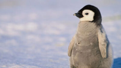 Cool, Facts, Penguin, Wallpapers